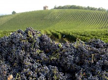 PIANETA LOMBARDIA,DEGUSTAZIONI VINI OLTREPÒ PAVESE CONQUISTANO I VISITATORI