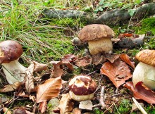 INCONTRO ‘DAL BOSCO ALLA TAVOLA’