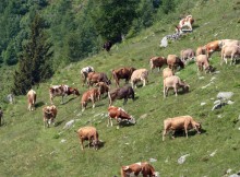 ALPEGGIO,FAVA:CRESCITA MALGHE PREMIA NOSTRA POLITICA DI SVILUPPO RURALE